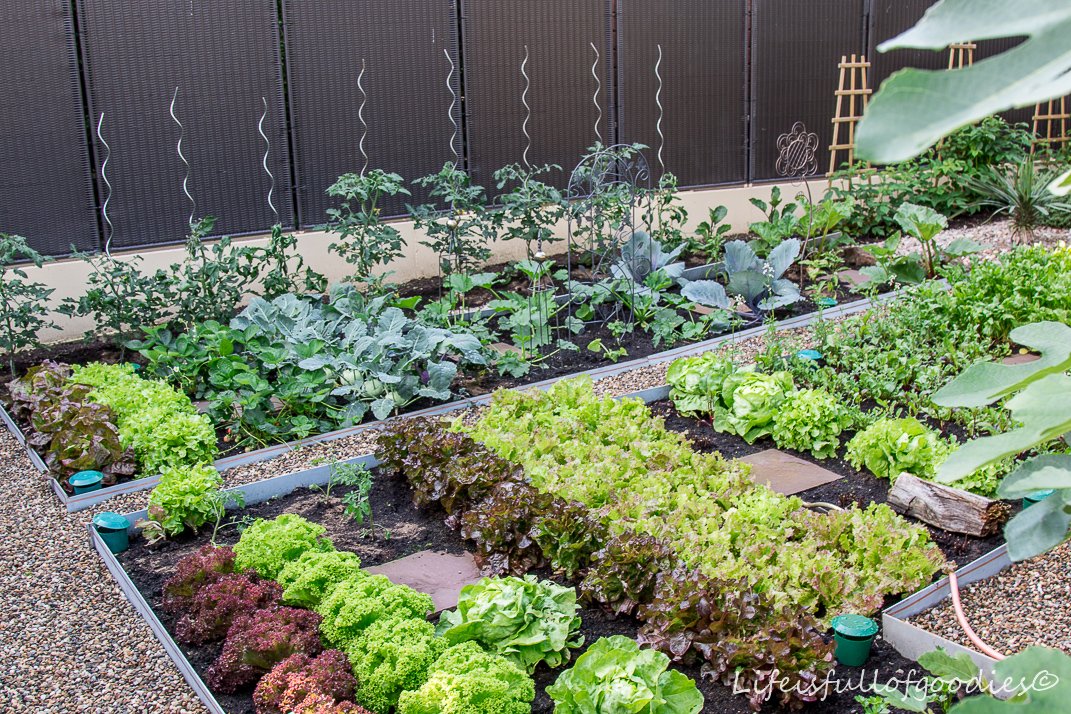 Mein Gemüsegarten und warum Gartenarbeit schön macht