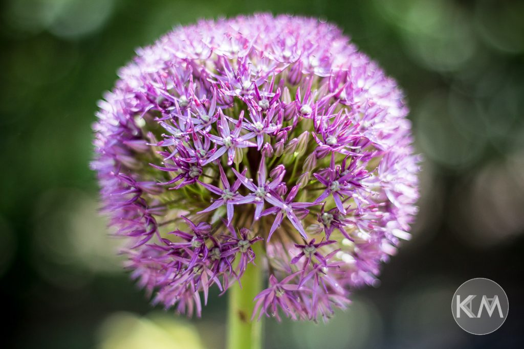 Blumen im Garten - Life Is Full Of Goodies