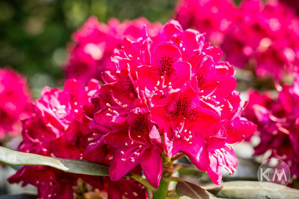 Blumen im Garten - Life Is Full Of Goodies