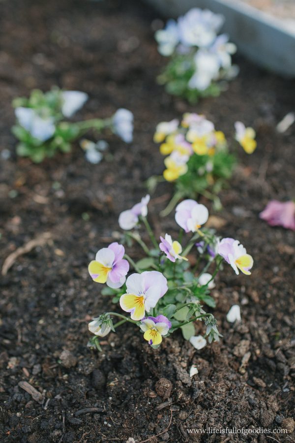 Ein Blick in meinen Gemüsegarten - Teil I - Life Is Full Of Goodies