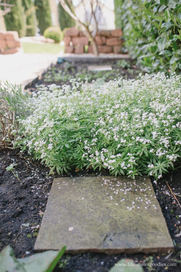 Ein Blick in meinen Gemüsegarten - Teil I - Life Is Full Of Goodies