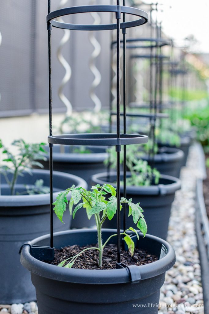 Tomatenpflanzen Im Kübel