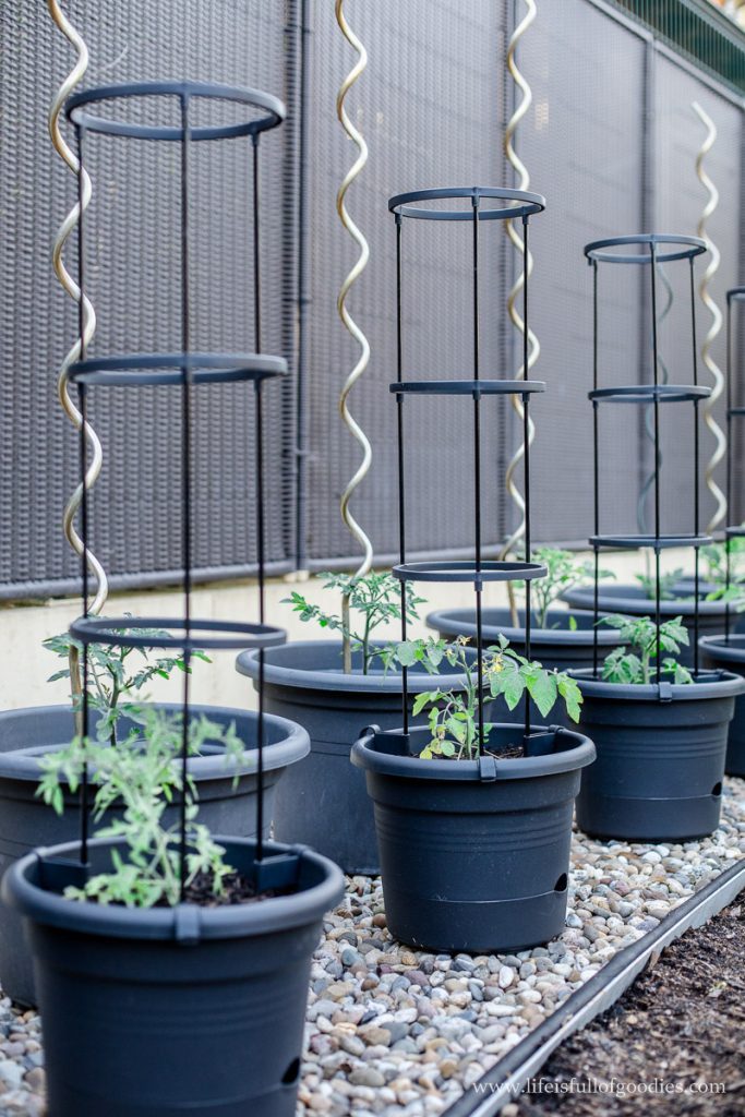 Welche Erde für Tomaten in Kübeln? Tipps für den Kübelanbau