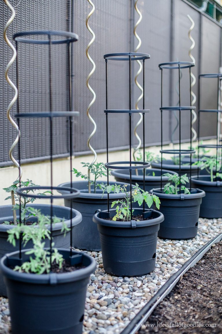 Welche Erde für Tomaten in Kübeln? Tipps für den Kübelanbau