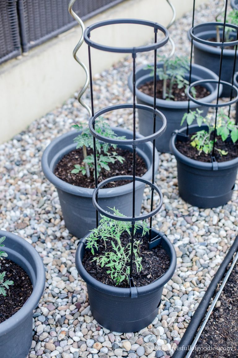 Tipps für den Tomatenanbau in Kübeln und meine neuen Tomatentöpfe